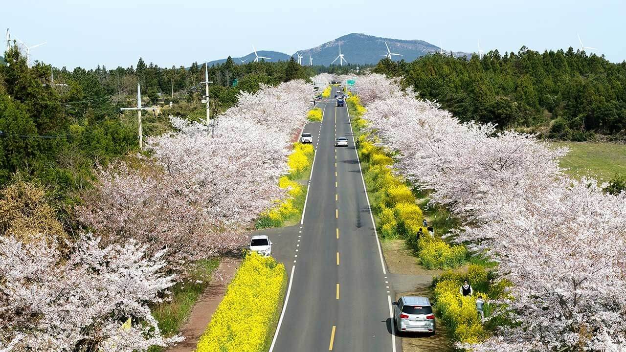 제주도민이 선택한 제주도 벚꽃 명소 베스트5 4