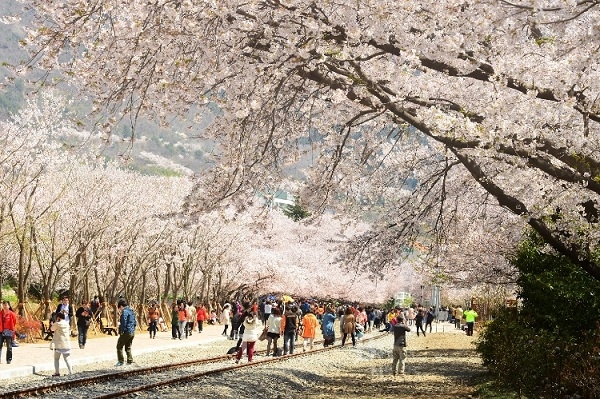 진해 군항제 벚꽃축제 안내 (2023 최신버전) 50
