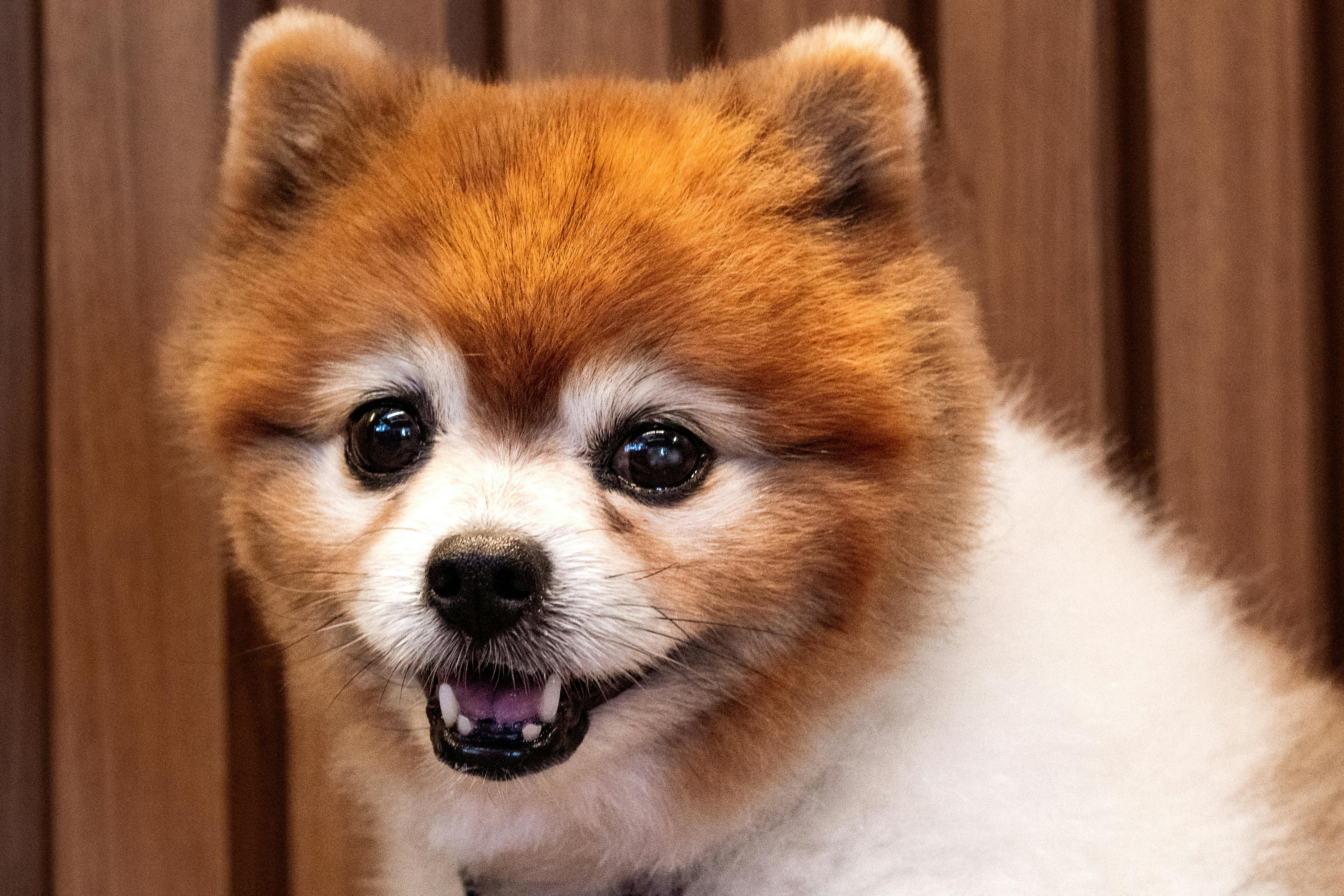 강아지