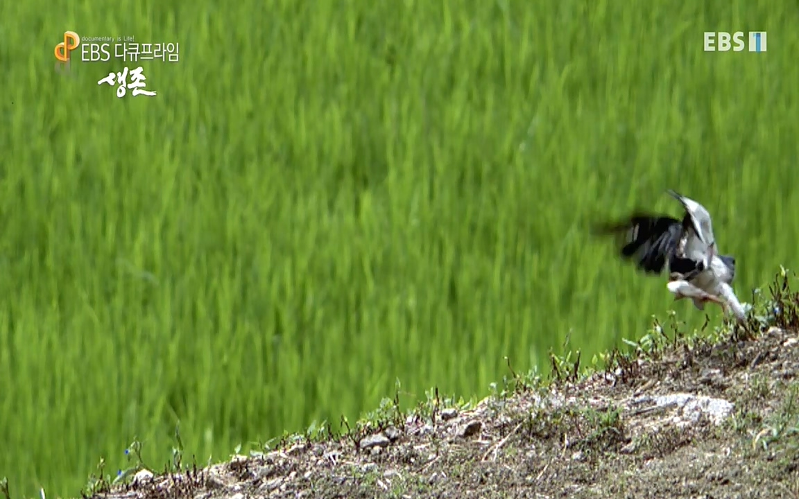 생존 3부_ EBS 다큐프라임_ 220629.avi_20220701_205920.202.jpg