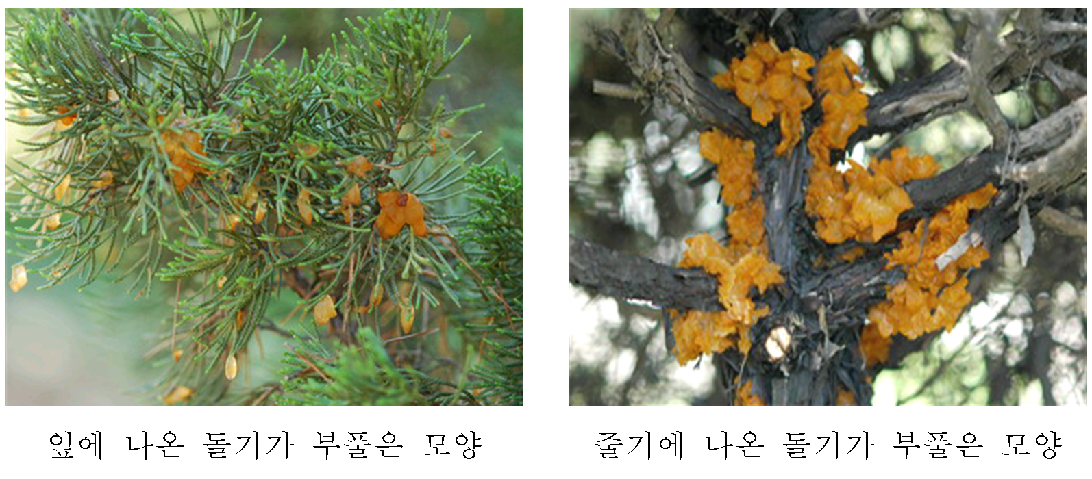  향나무 녹병