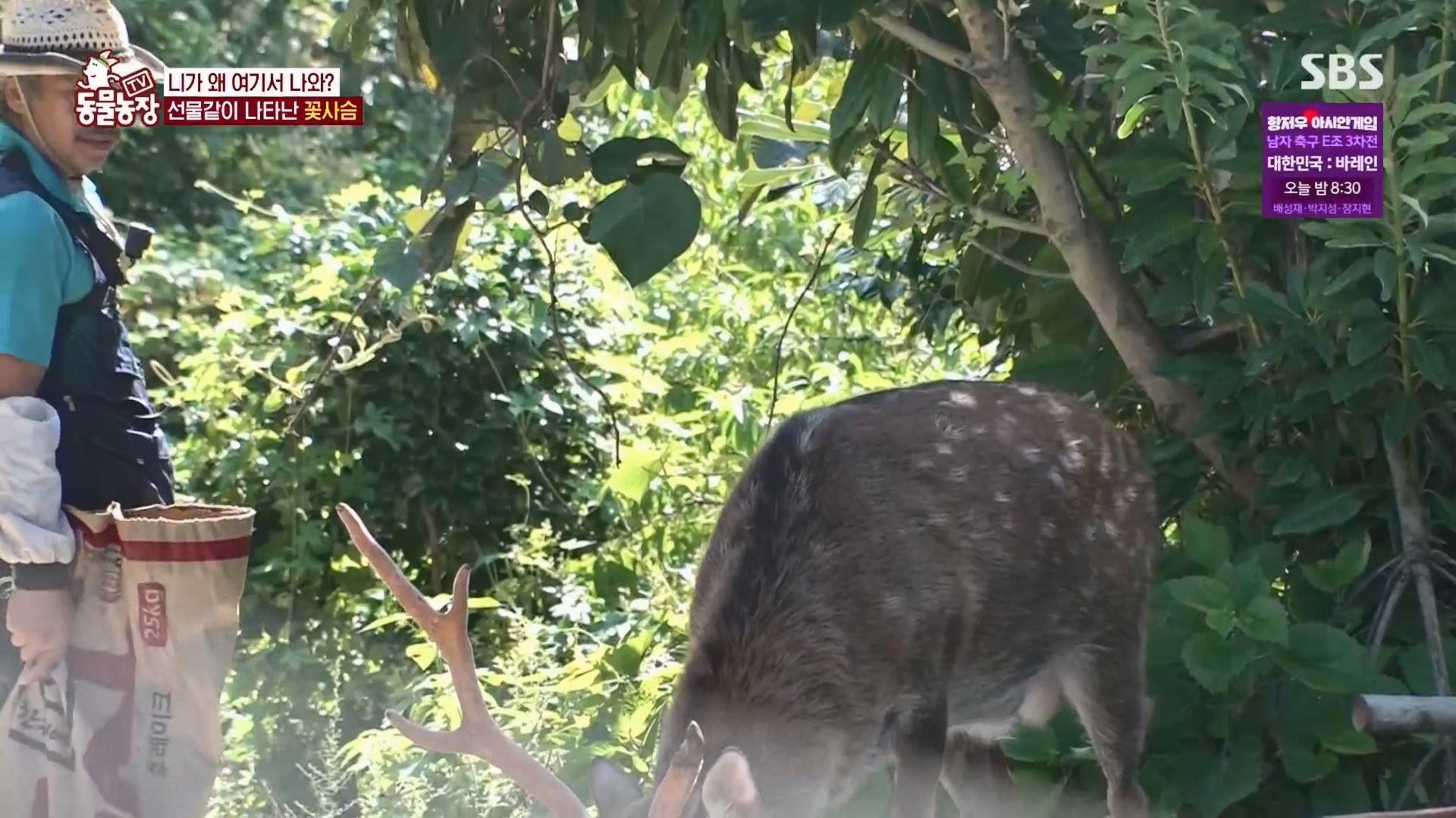 TV 동물농장.E1139.230924p.H264-F1RST.mp4_20230924_171505.484.jpg