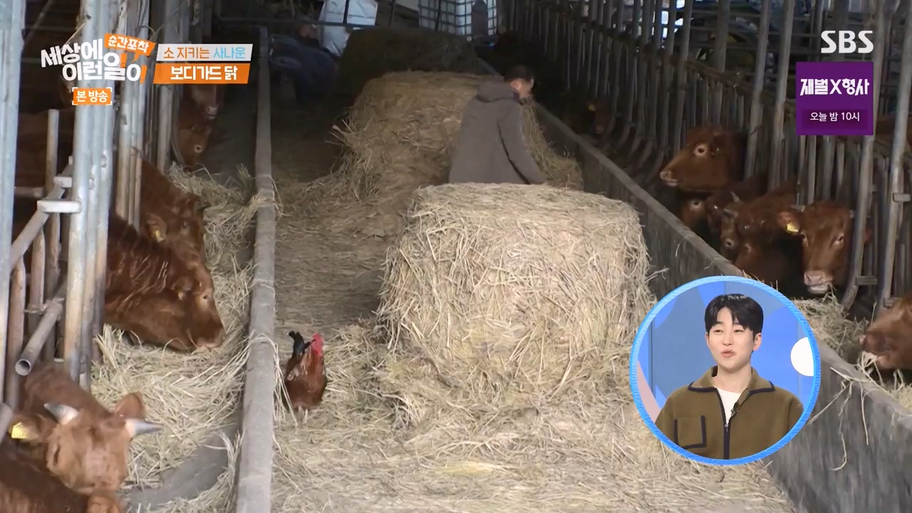 순간포착 세상에 이런일이.E1262.240128p-NEXT.mp4_20240128_184855.971.jpg