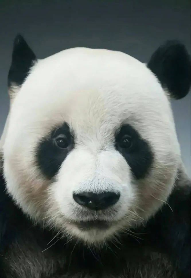 푸바오와 할부지 - 러바오
