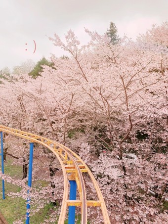 벚꽃 명소