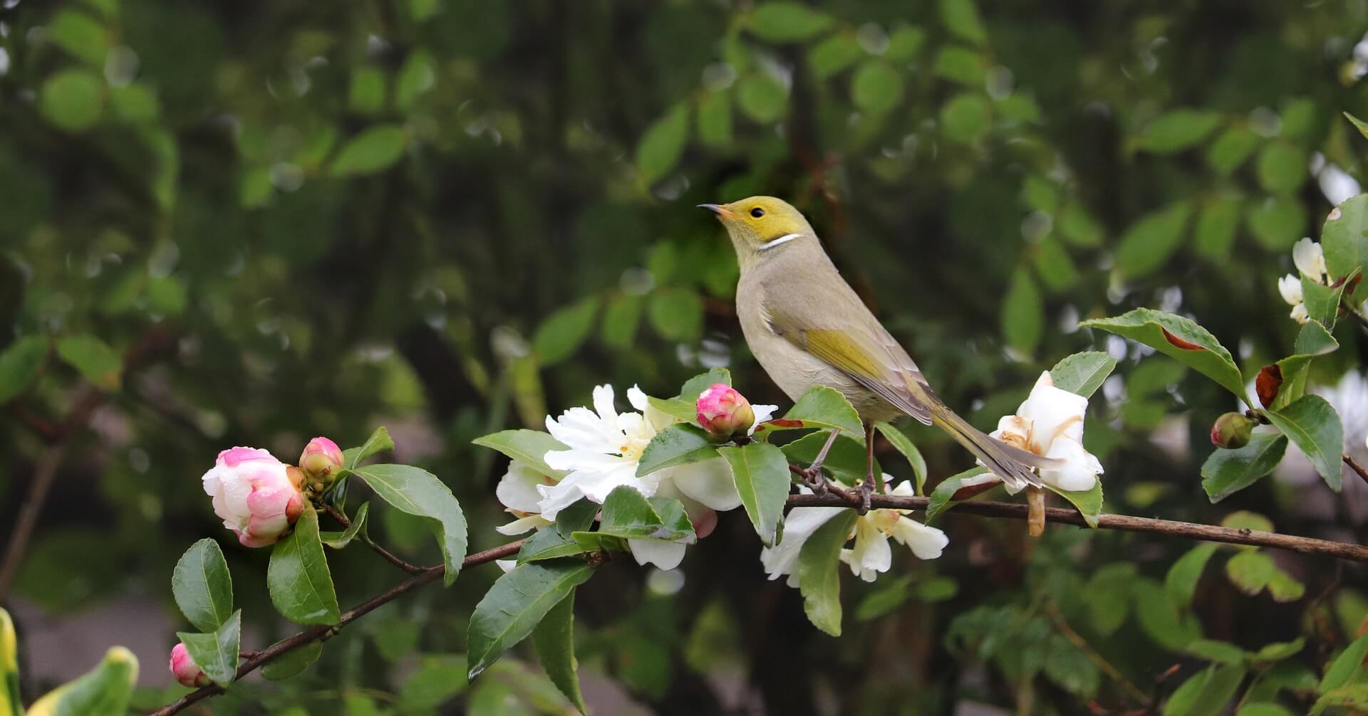 서천 동백꽃 주꾸미축제