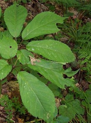 산삼, 산삼잎 심었다~ 산삼구별법 8