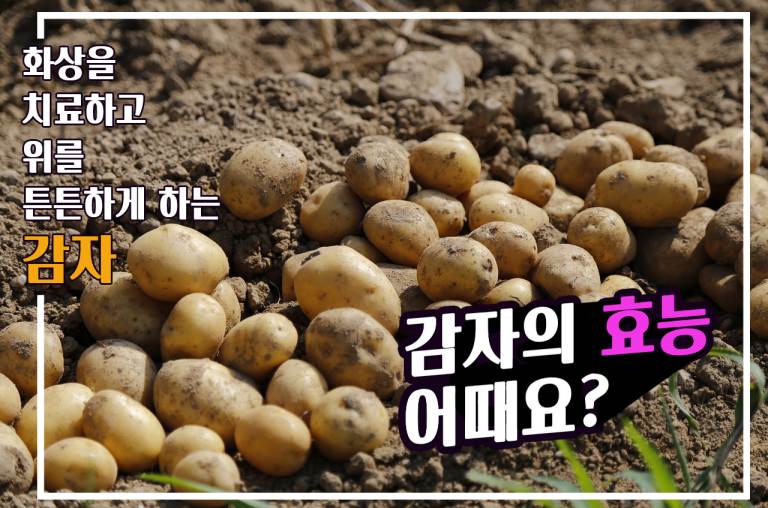  감자의 효능은? 감자는 화상을 치료하고 위를 튼튼하게 합니다! 감자의 효능과 부작용