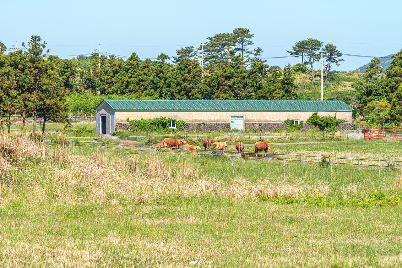 제주 레일바이크