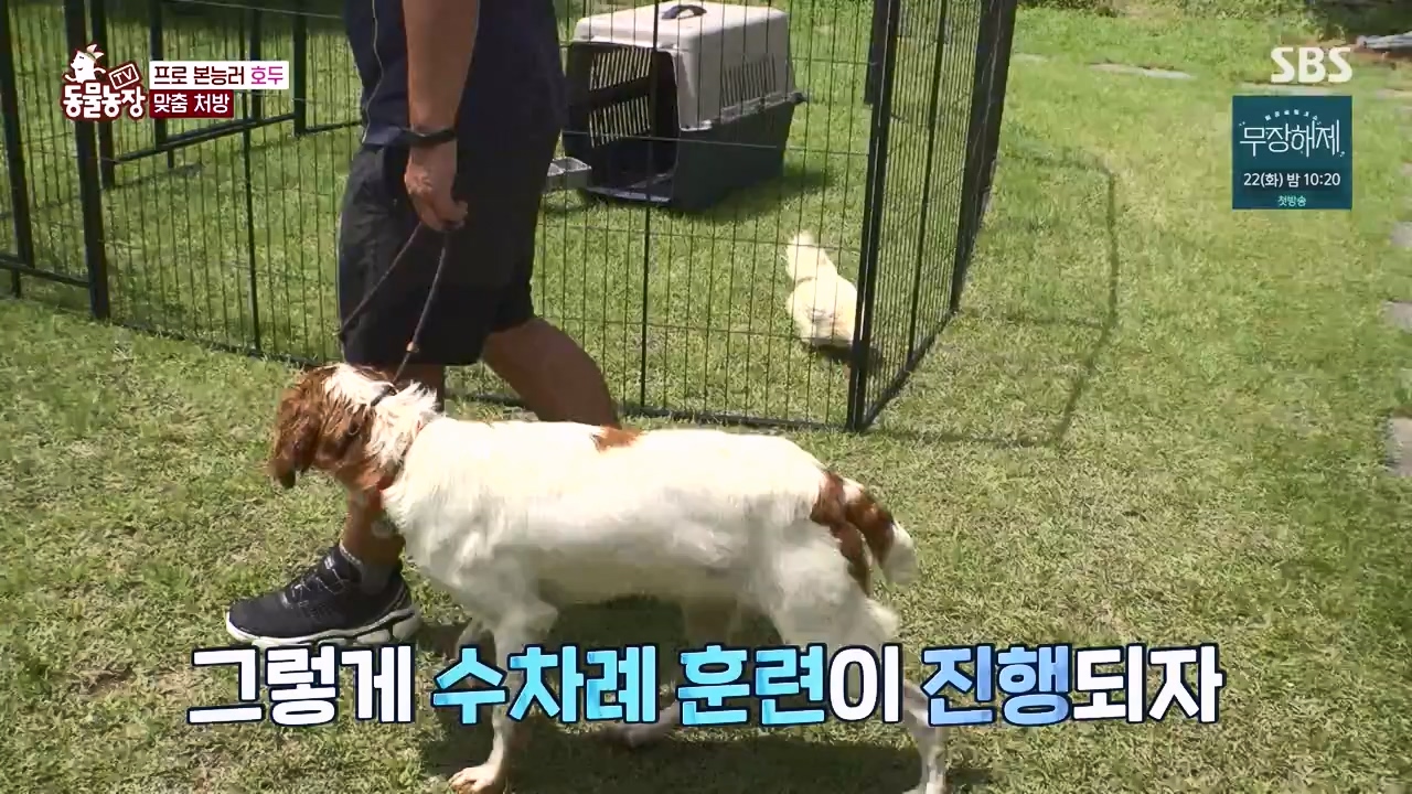 TV 동물농장.E1133.230814p-NEXT.mp4_20230813_171332.697.jpg