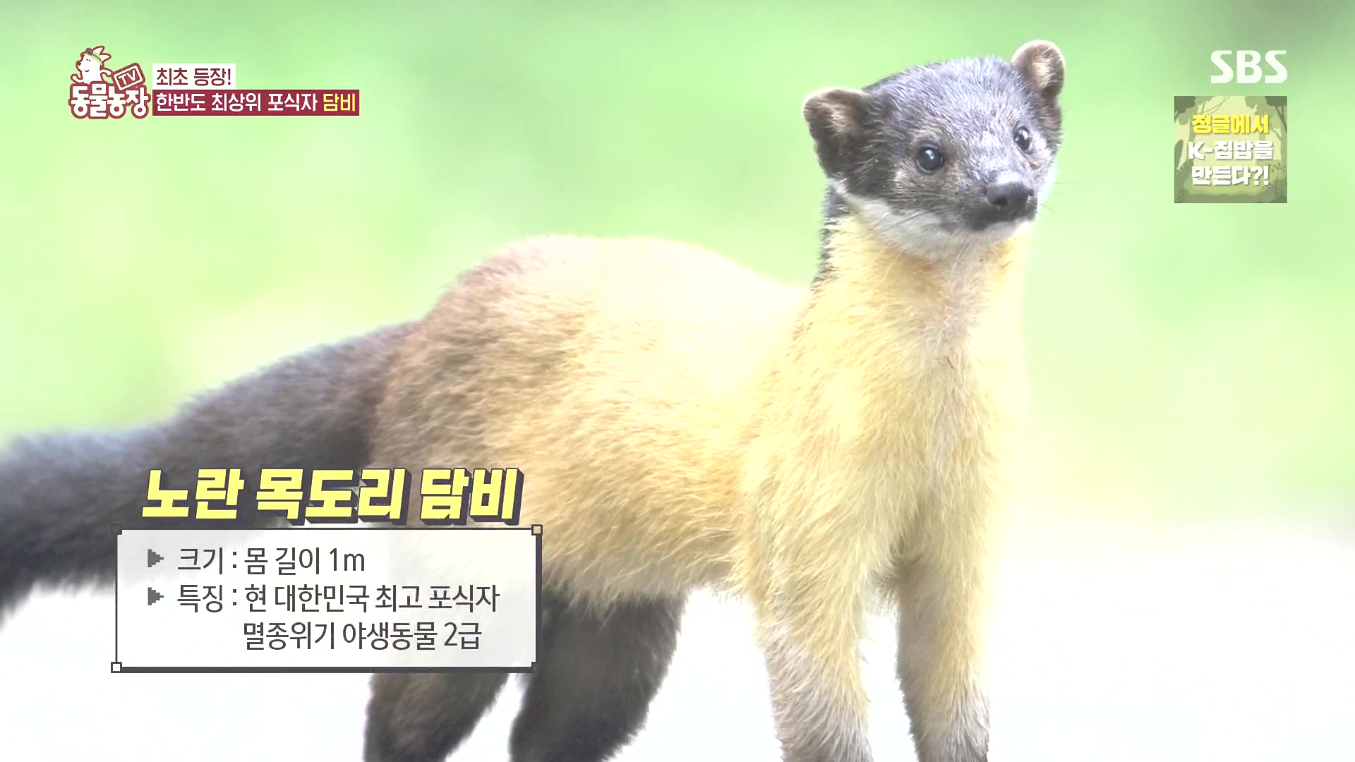TV 동물농장.E1185.240818p.H264-F1RST.mp4_20240818_161231.615.jpg