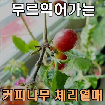  무르익어가는 커피나무 체리열매