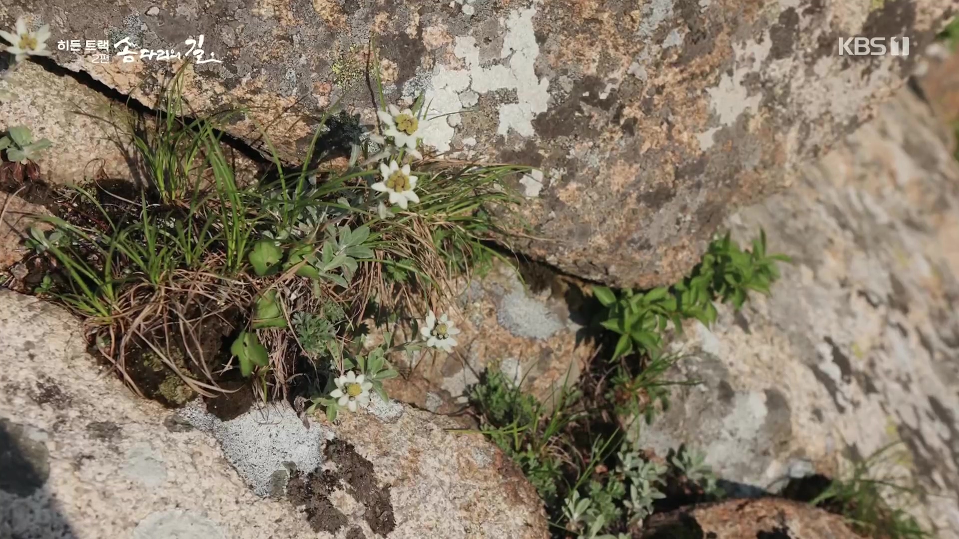다큐 인사이트.E02.231215p.H264-F1RST.mp4_20231216_185153.560.jpg