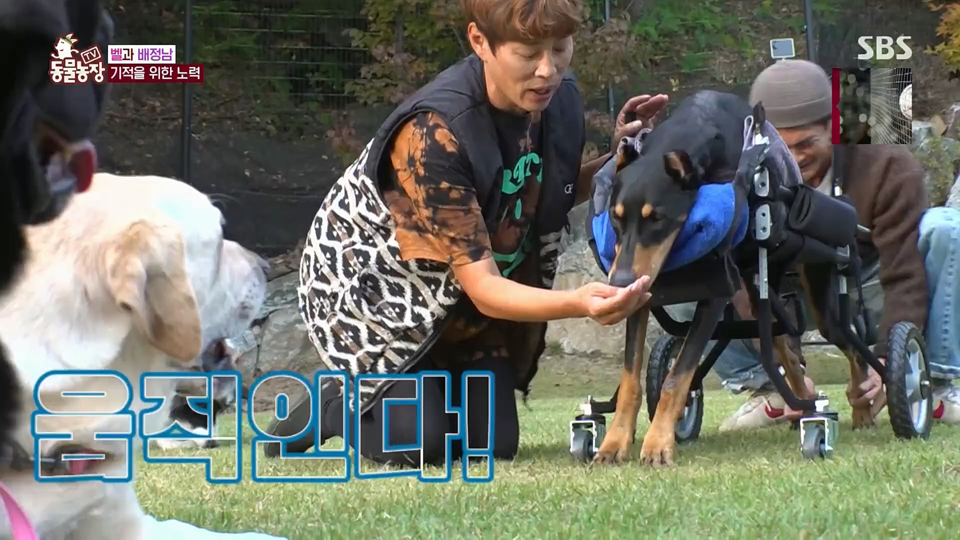 TV 동물농장.E1096.221120p.H264-F1RST.mp4_20221120_193736.324.jpg