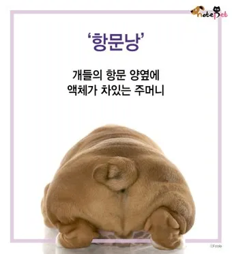 강아지 항문낭 압출법 염증 방지 필수 관리_17