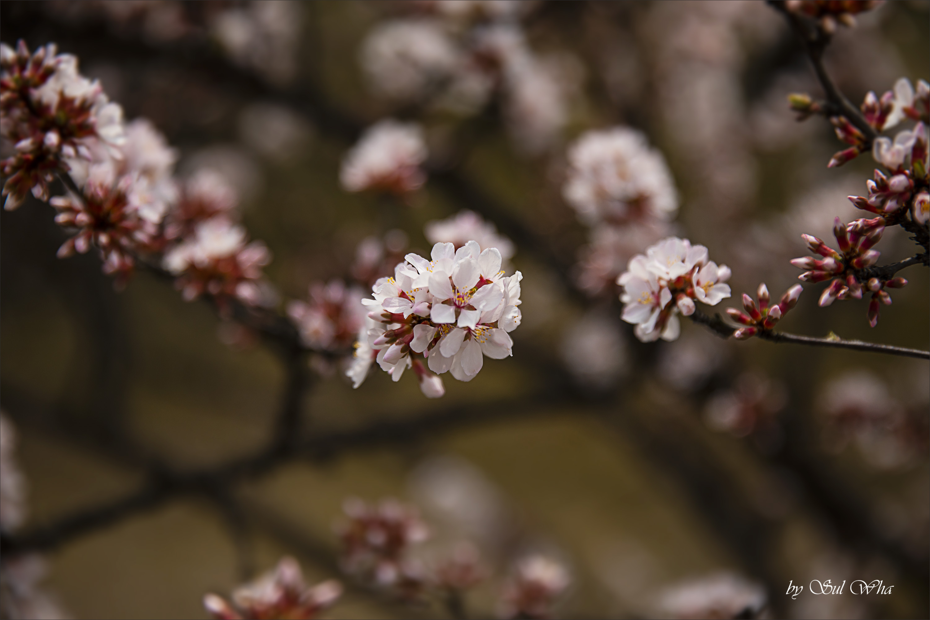 (창덕궁 만첩홍매화) ​​2023년 3월 28일 See More 17