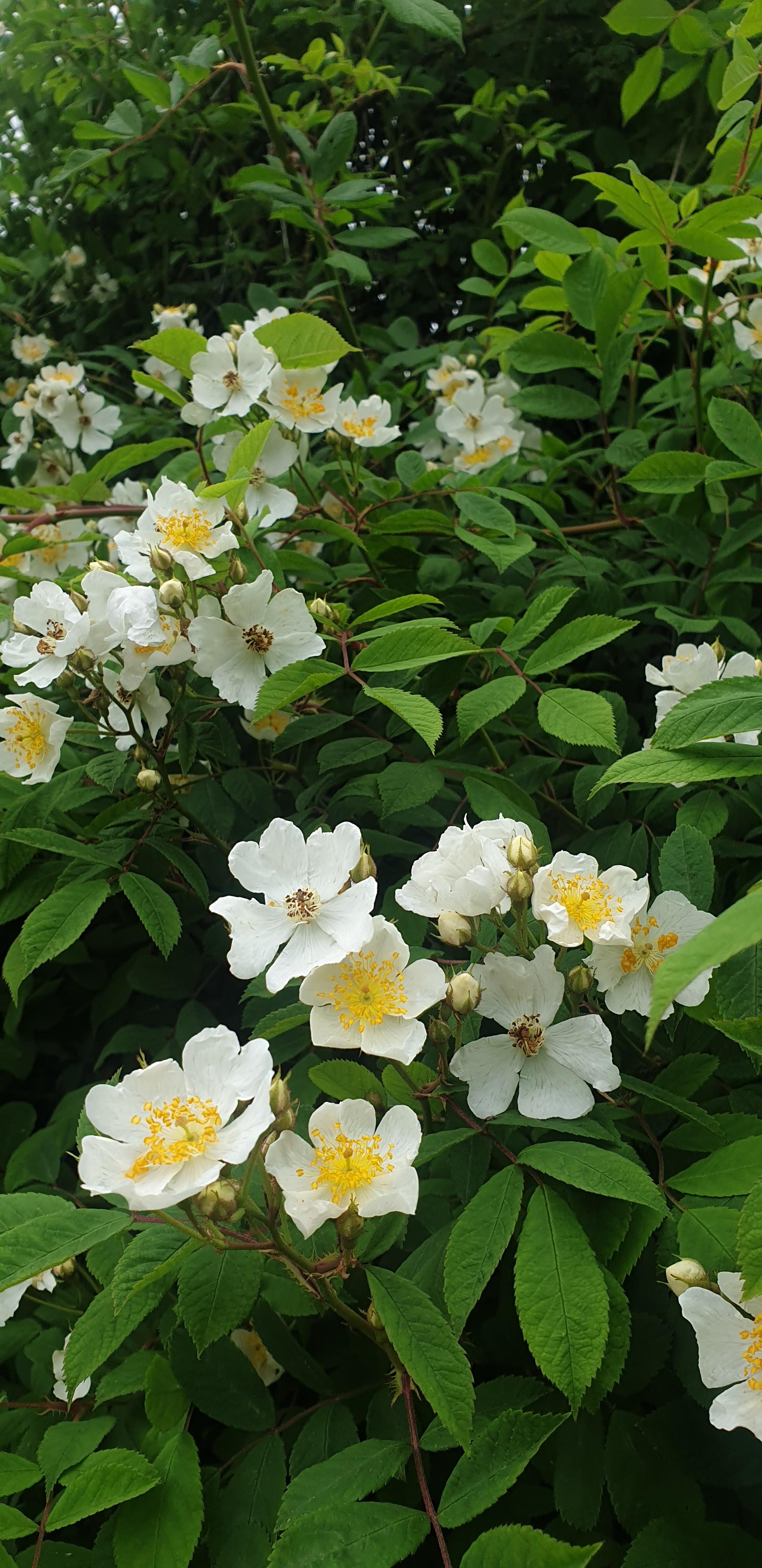  [꽃] 찔레꽃 진한 향기 취하다.