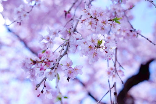 위핑 벚꽃 Weeping Cherry Blossom