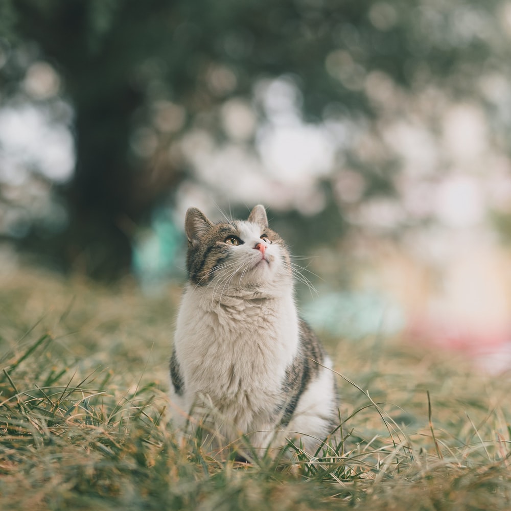 고양이 꿈해몽 태몽 34가지