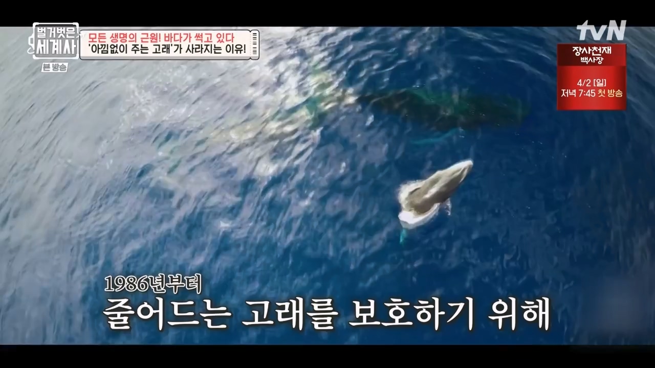 벌거벗은 세계사.E90.230315p-NEXT.mp4_20230419_212557.987.jpg