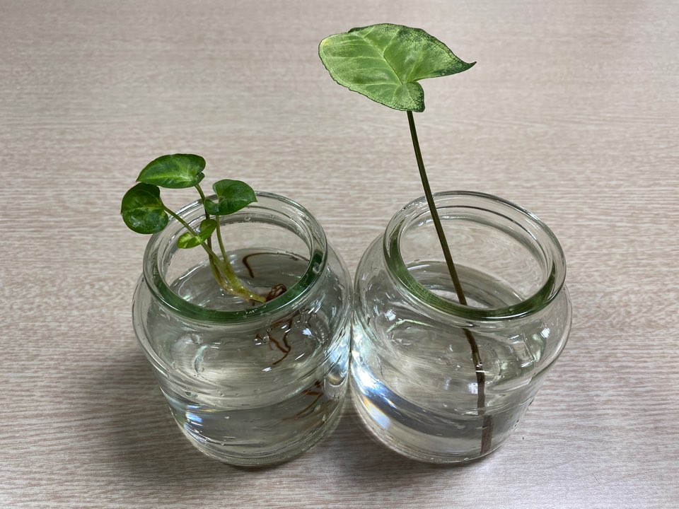  유리병에 붙은 스티커 제거 방법과 싱고니움 번식 방법