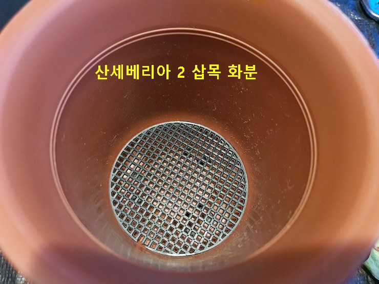산세베리아 2 삽목 화분