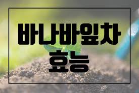 바나바잎차 효능