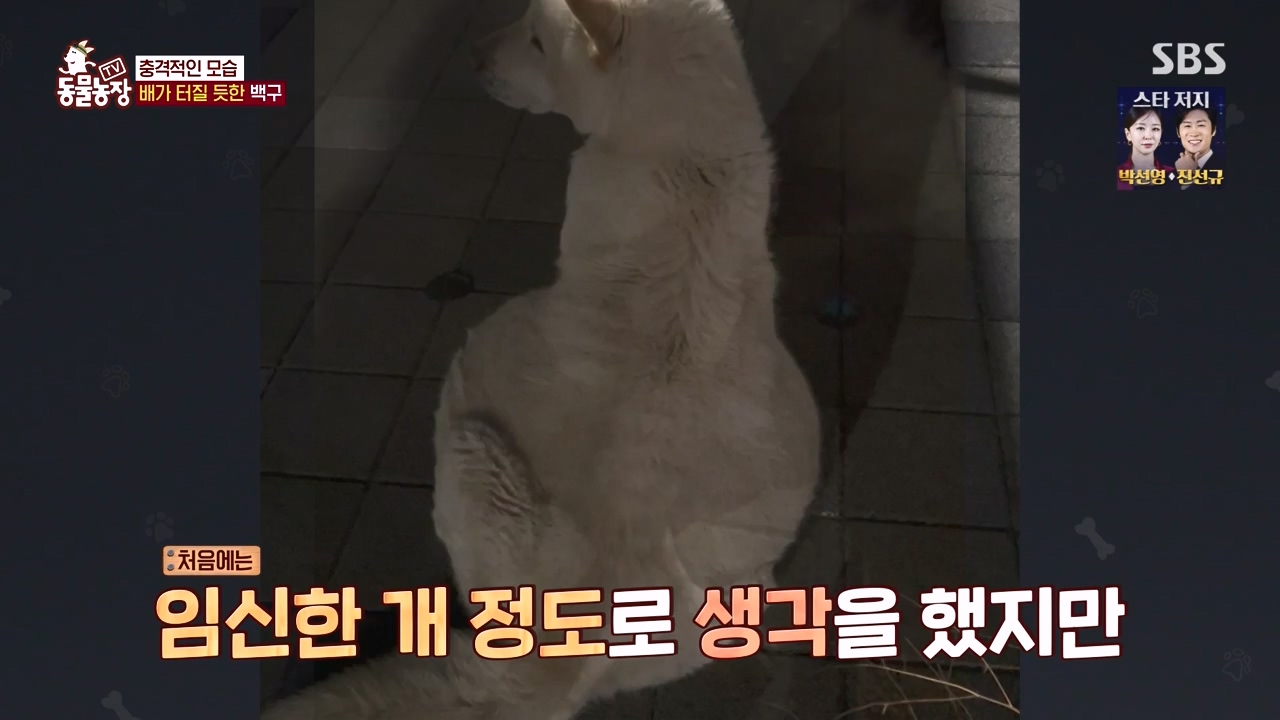 TV 동물농장.E1173.240527p-NEXT.mp4_20240526_155720.650.jpg