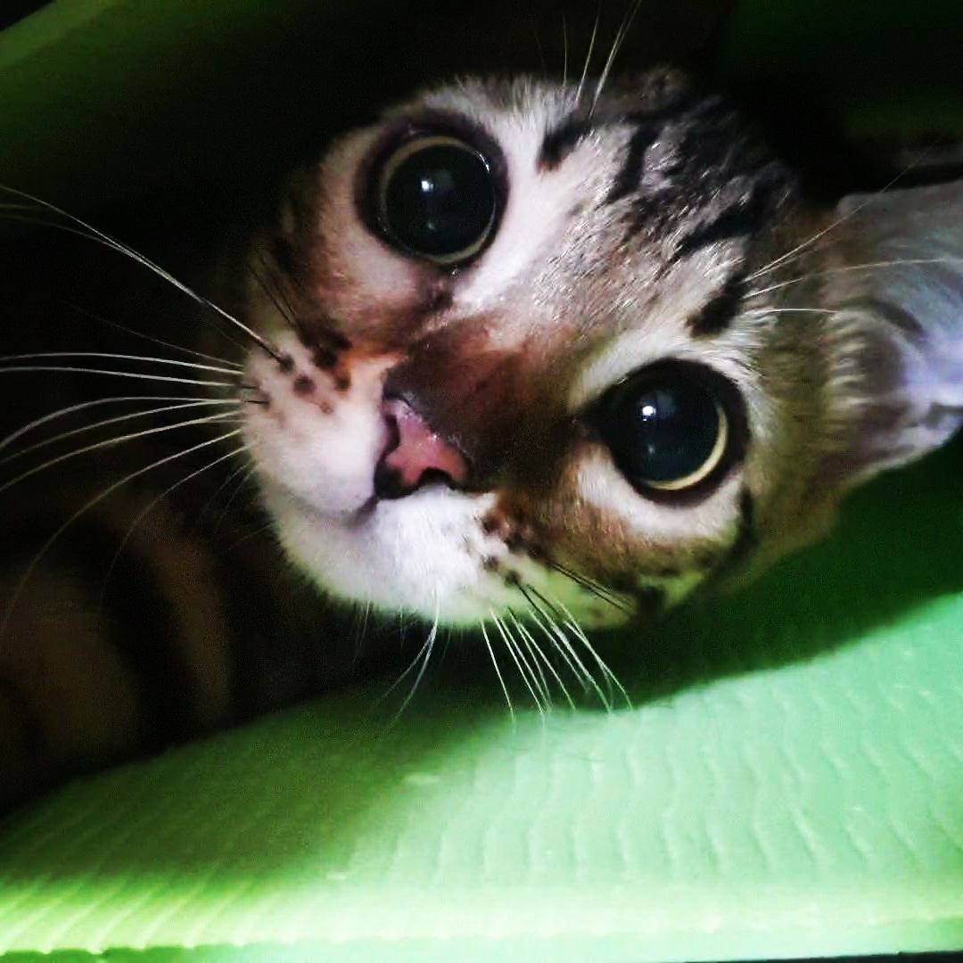 새끼 고양이 눈꼽, 고양이 눈꼽 왜 생기는걸까? 아픈건가? 새끼 고양이 눈꼽, 고양이 눈꼽 왜 생기는걸까? 아픈건가?