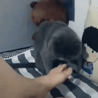 발냄새 헛구역질 고양이