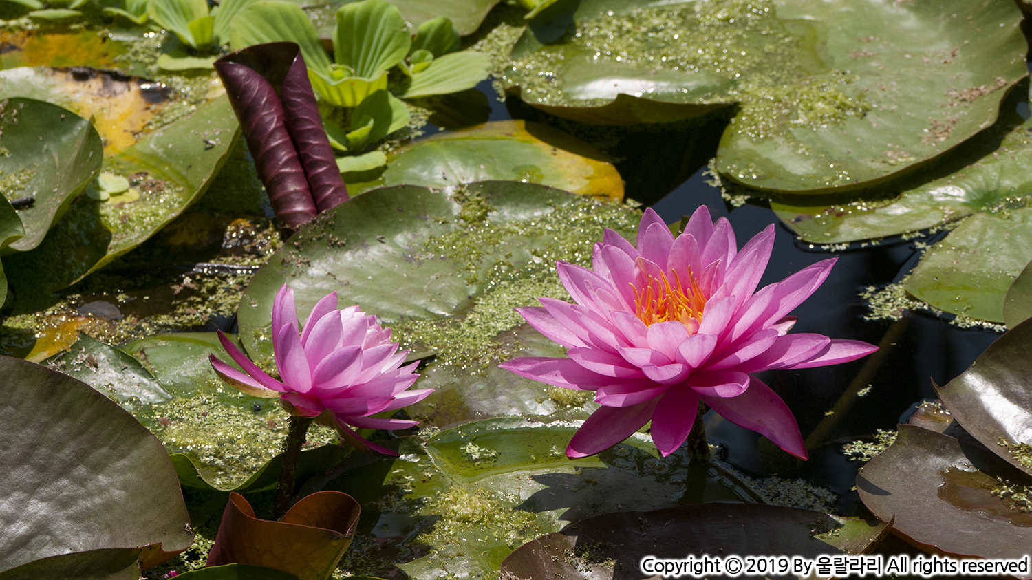 에코파크호수연꽃 echo park lake lotus flower