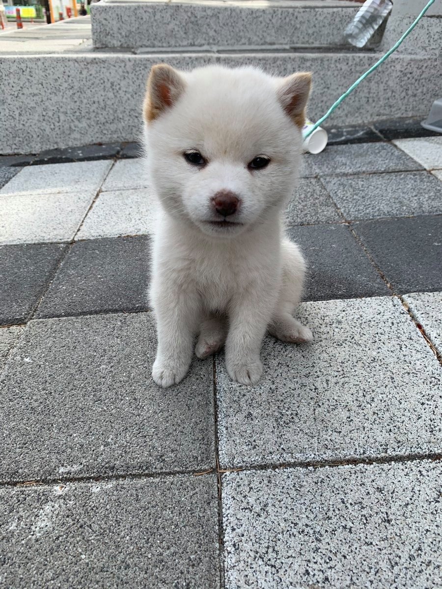  아파트 단지에서 길 잃어버린 아가 댕댕이