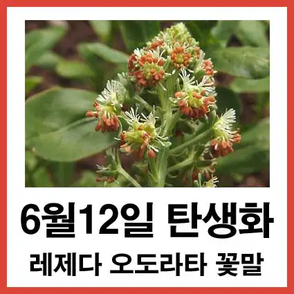 6월-12일-탄생화-레제다-오도라타-꽃말