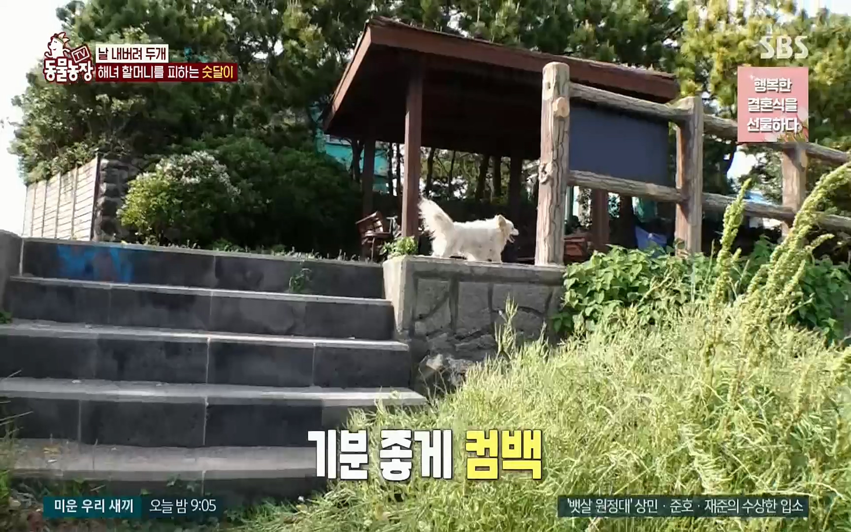 TV 동물농장.E1073.220612p.H264-F1RST.mp4_20220612_181359.120.jpg