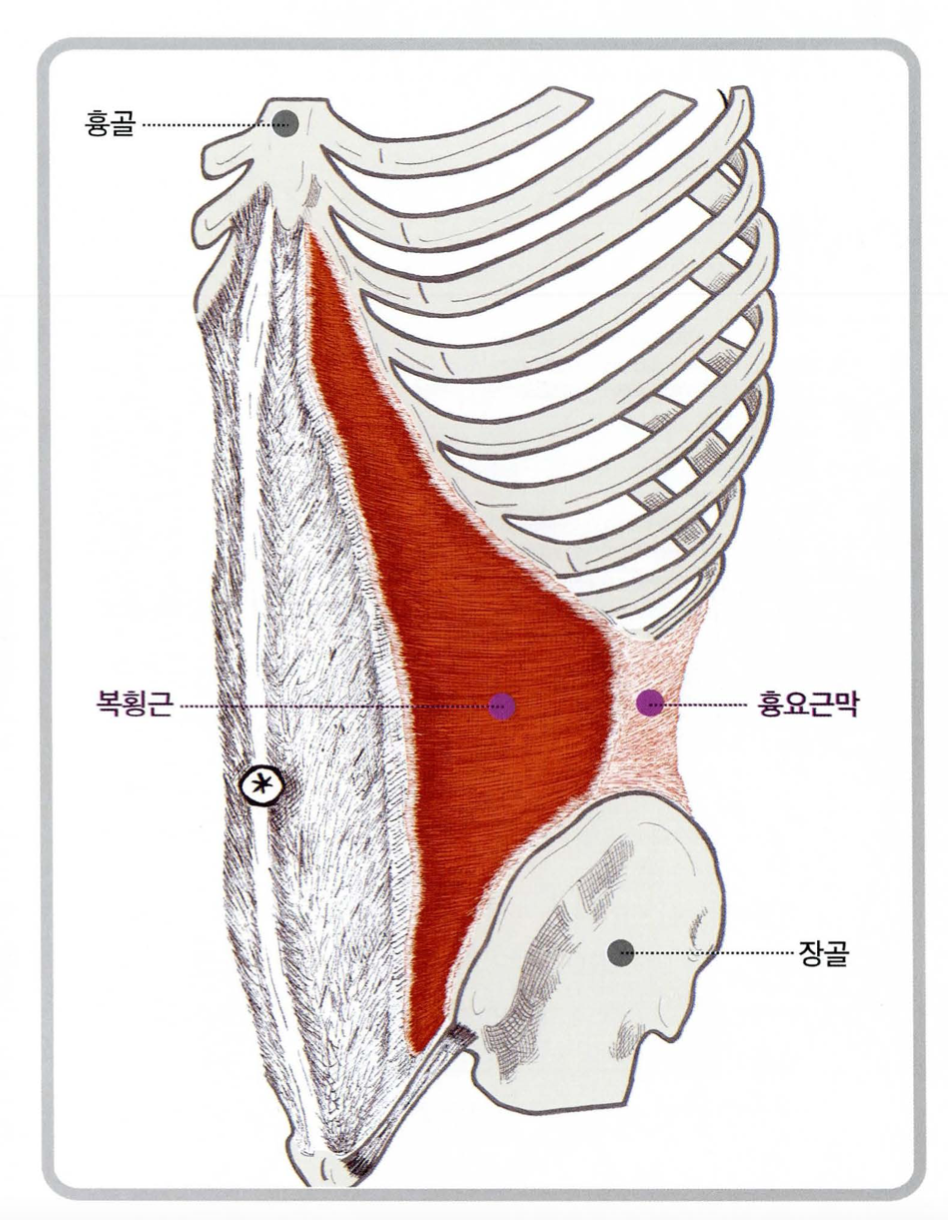 복횡근