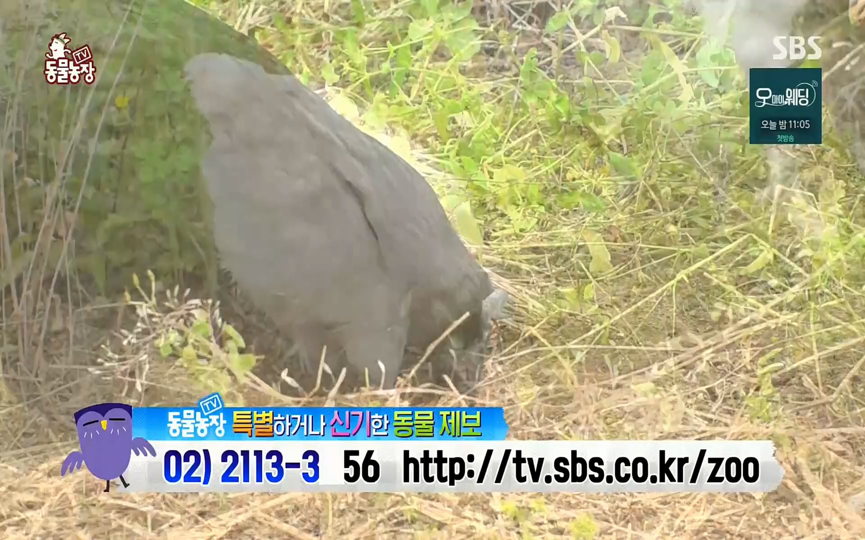TV 동물농장.E1073.220612p.H264-F1RST.mp4_20220612_181340.712.jpg