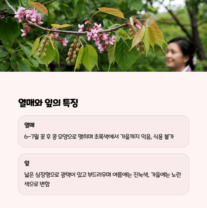박태기나무 열매