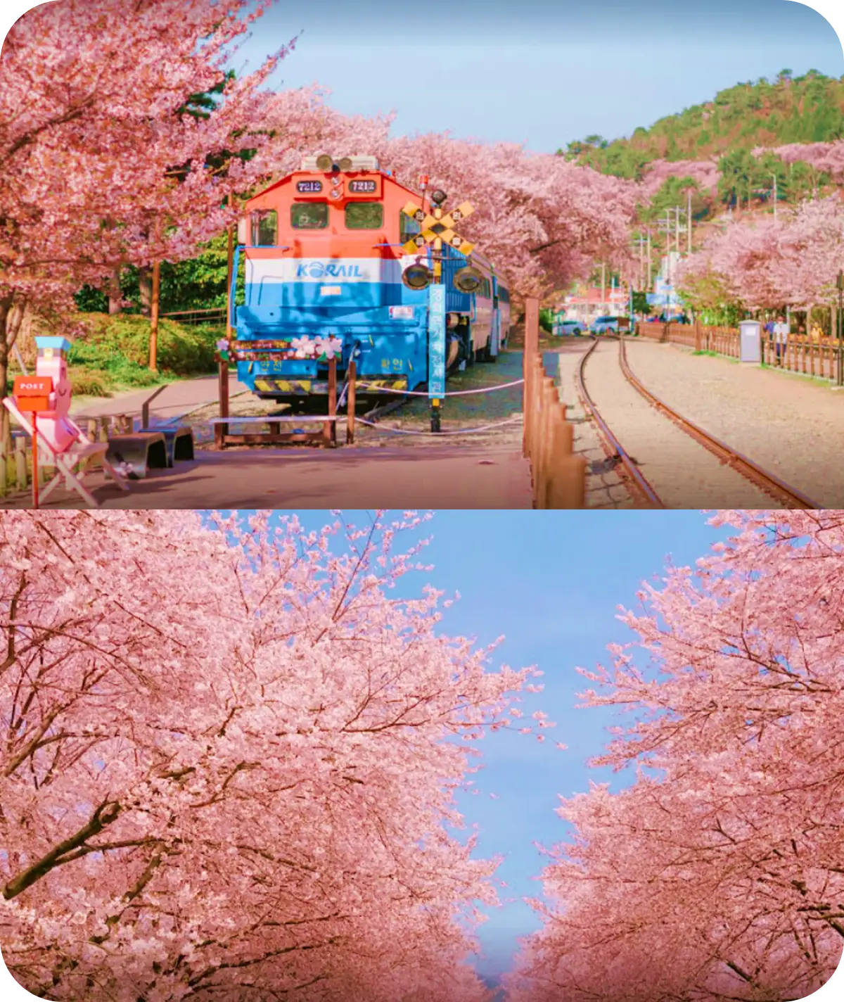 2023 진해 군항제 벛꽃축제 일정 및 명소 위치