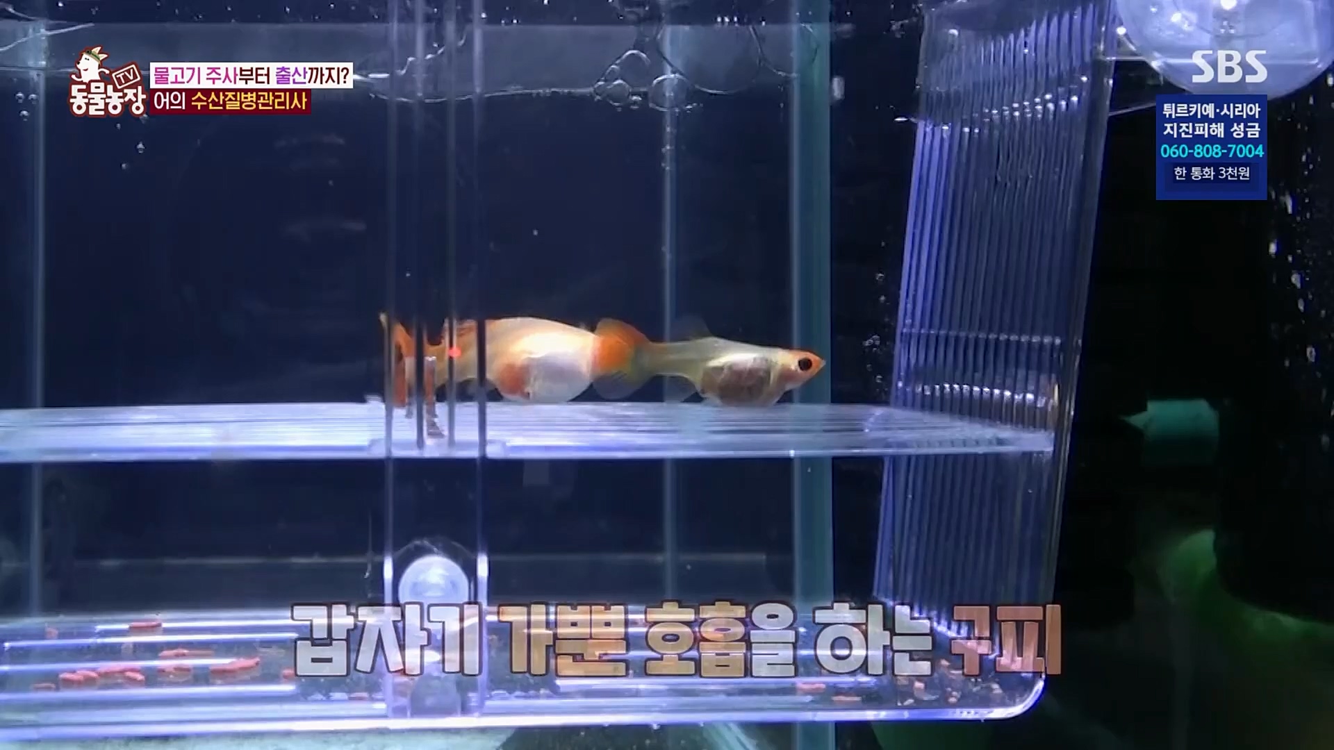 TV 동물농장.E1109.230219p.H264-F1RST.mp4_20230219_142837.068.jpg