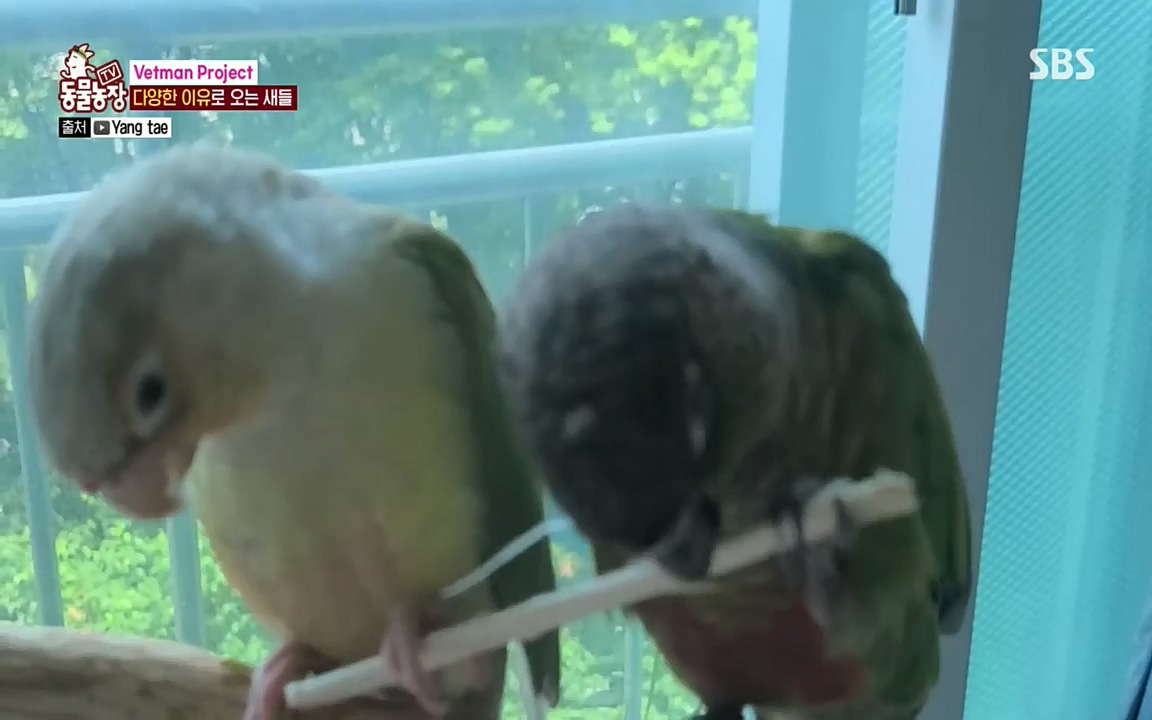 TV 동물농장.E1076.220704p.H264-F1RST.mp4_20220703_175604.197.jpg