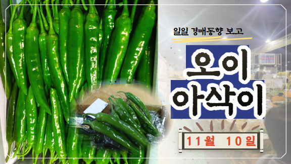  [경매사 일일보고] 11월 10일자 가락시장 오이아삭이 경매동향을 살펴보겠습니다!