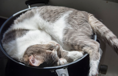 냄비 안에 들어 있는 고양이