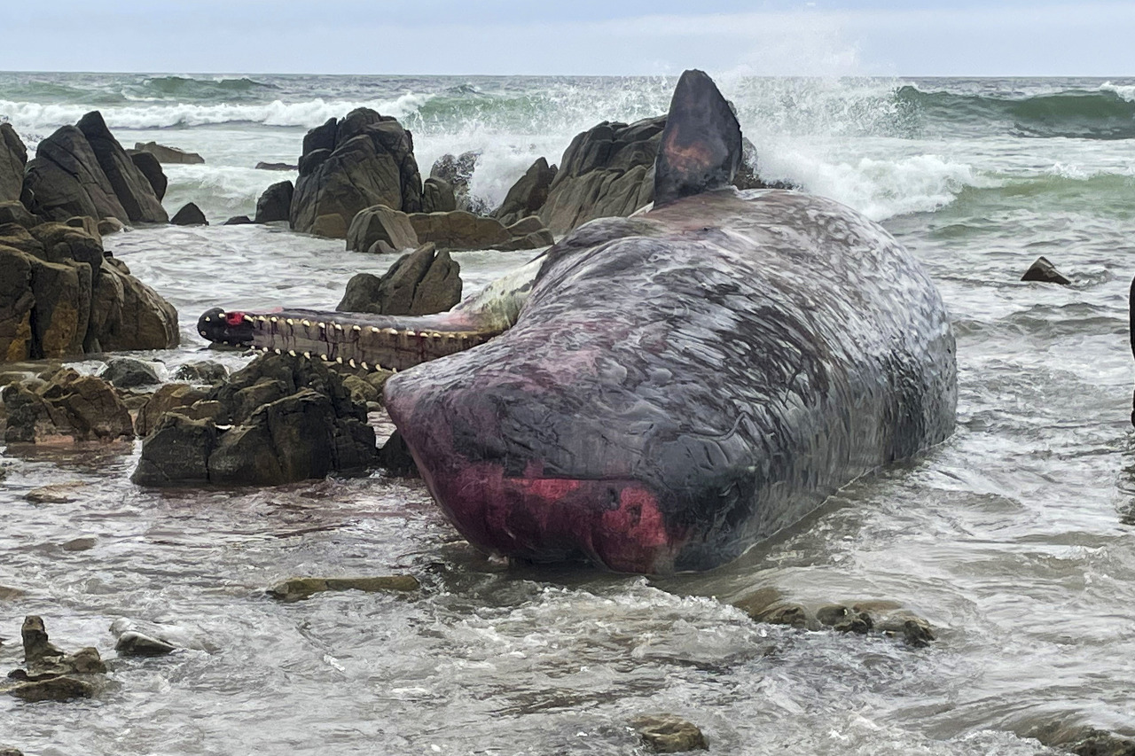 바닷가에 밀려온 향유고래 시체