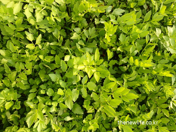Vibrant Korean minari (water celery) growing thickly in dry, sunlit field — known for detox and hangover relief.”-해독 및 숙취 해소에 도움을 주는 미나리가 햇살 아래 건조한 밭에서 무성하게 자란 모습”