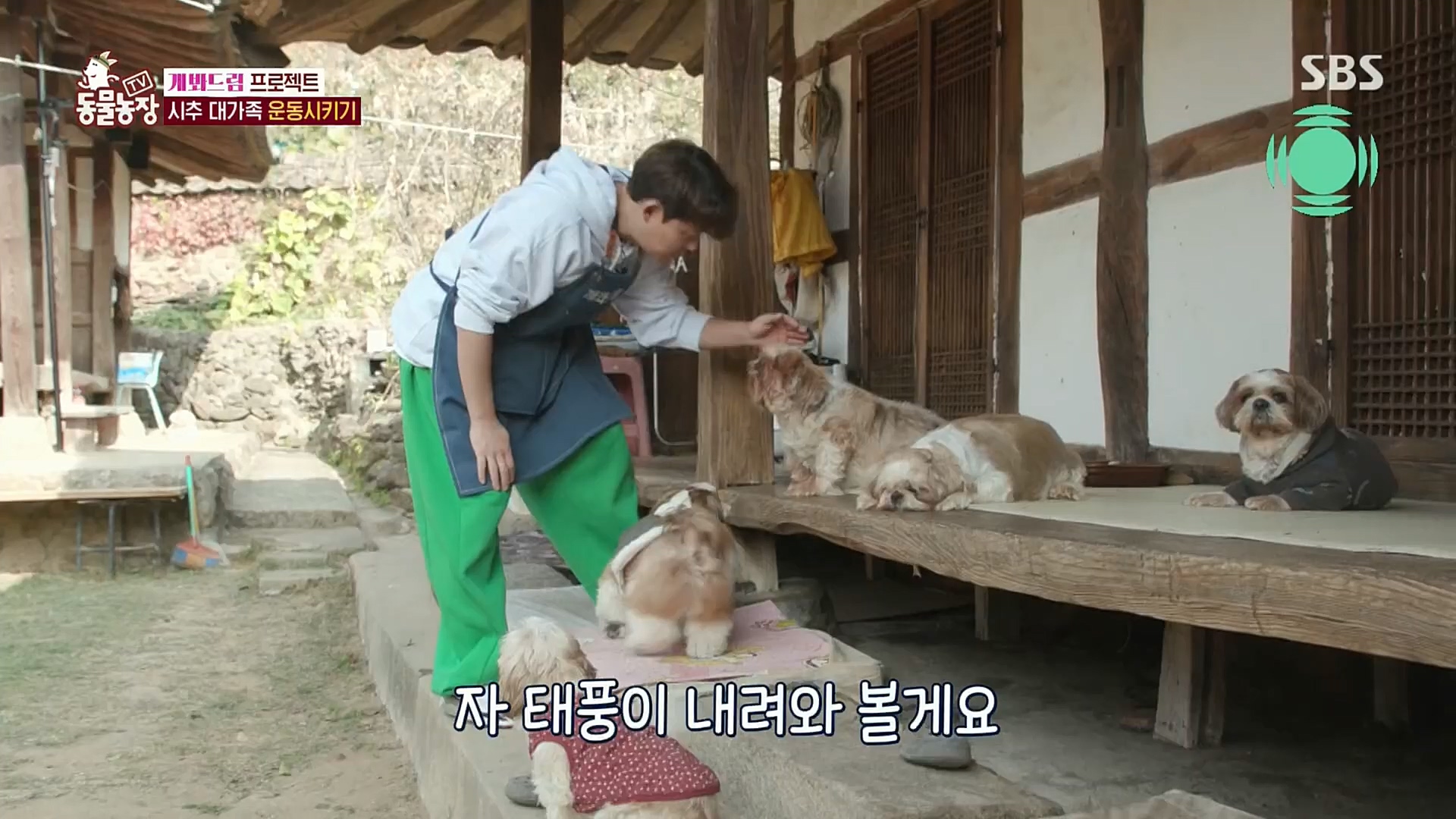 TV 동물농장.E1102.230101p.H264-F1RST.mp4_20230101_182849.194.jpg