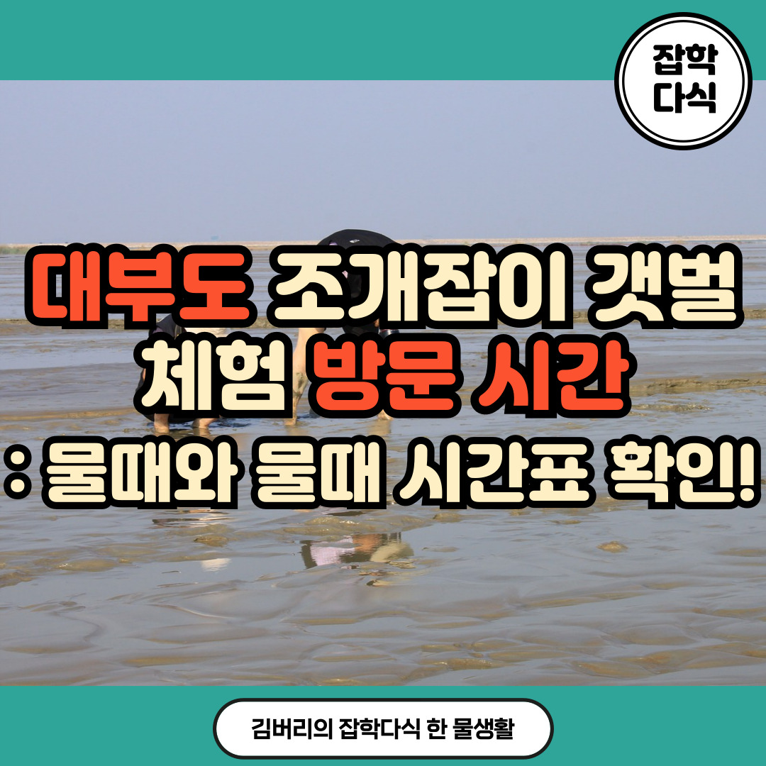 대부도 물때와 물때 시간표