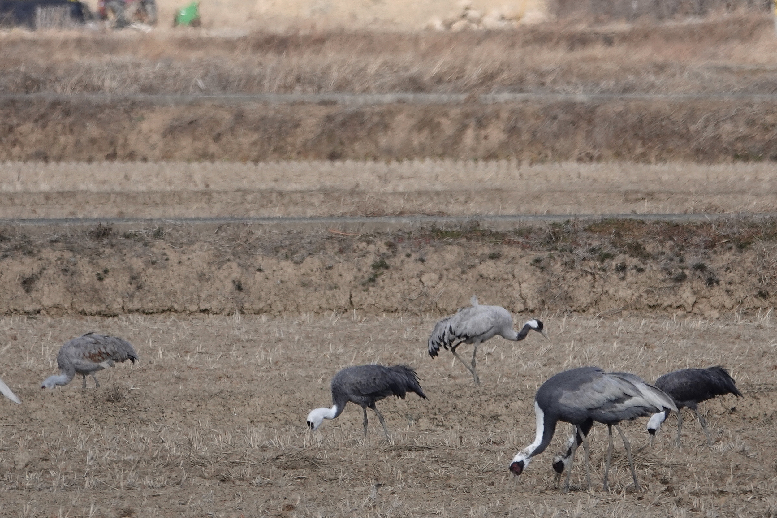  주남저수지 두루미 4종, 재두루미(White-naped Crane), 흑두루미(Hooded Crane), 캐나다두루미(Sandhill Crane), 검은목두루미(Common Crane)
