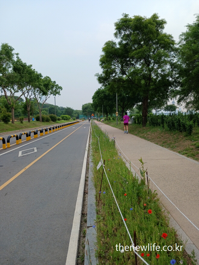 Jogging and cycling path through trees in Gwangnaru Hangang Park, Seoul-서울 광나루 한강공원의 나무길을 따라 조성된 조깅과 자전거 도로