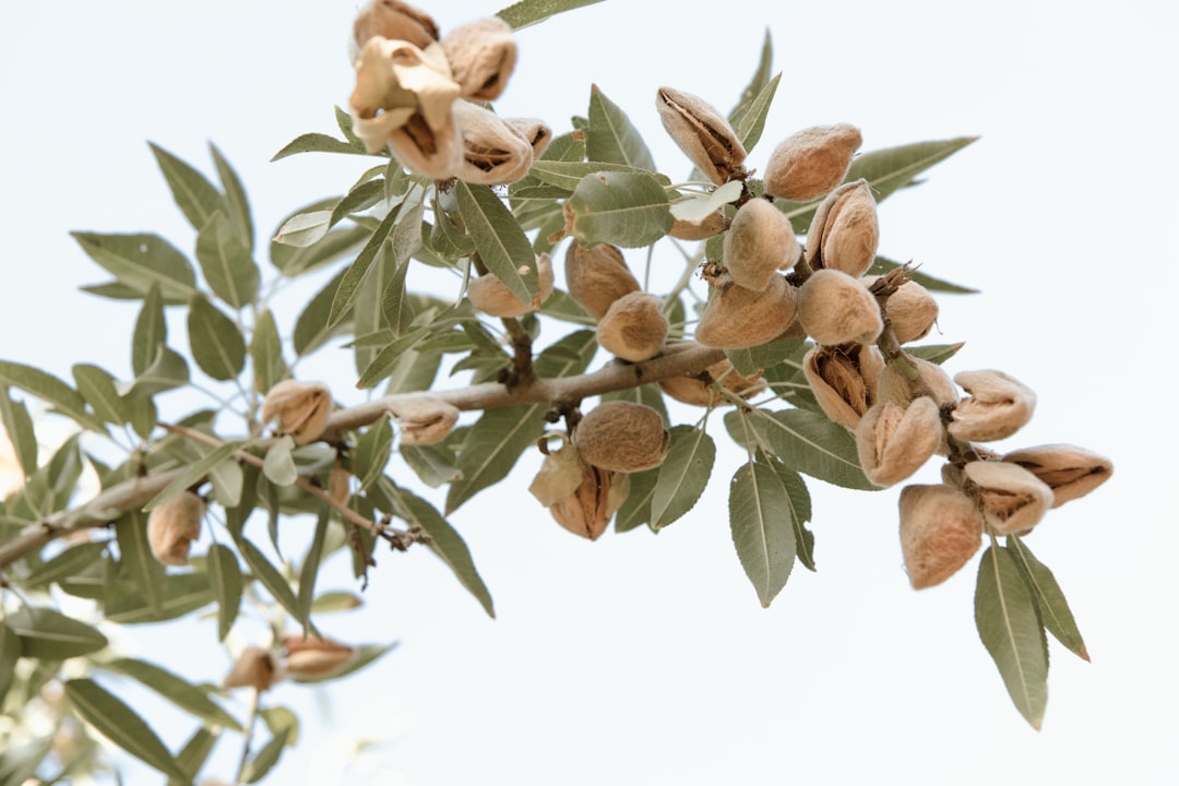 Almonds