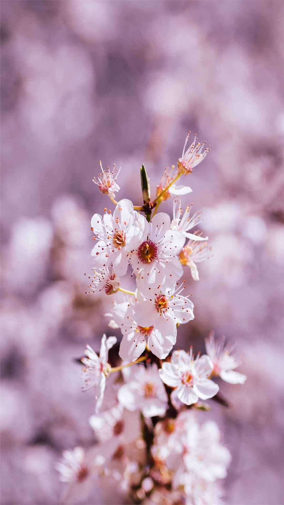 Cherry blossoms iPhone Wallpaper for Flower